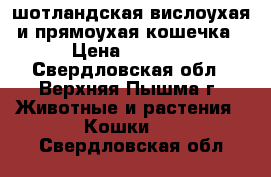 шотландская вислоухая и прямоухая кошечка › Цена ­ 5 000 - Свердловская обл., Верхняя Пышма г. Животные и растения » Кошки   . Свердловская обл.